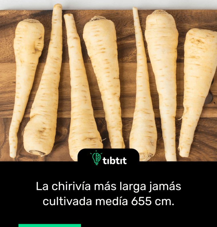 La chirivía más larga jamás cultivada medía 655 cm.