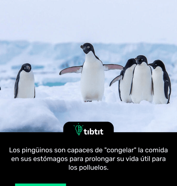 Los pingüinos son capaces de "congelar" la comida en sus estómagos para prolongar su vida útil para los polluelos.