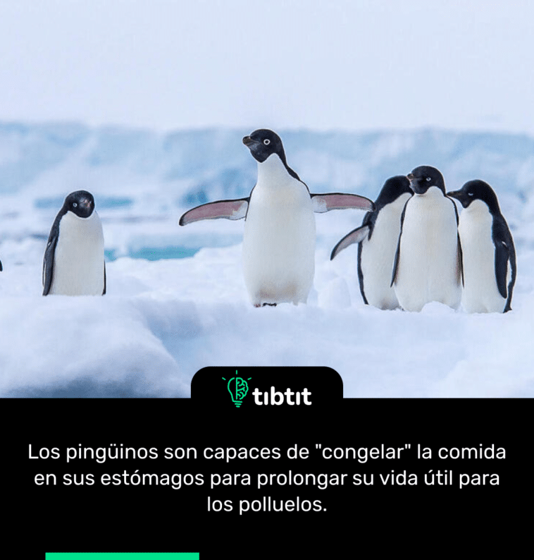 Los pingüinos son capaces de "congelar" la comida en sus estómagos para prolongar su vida útil para los polluelos.