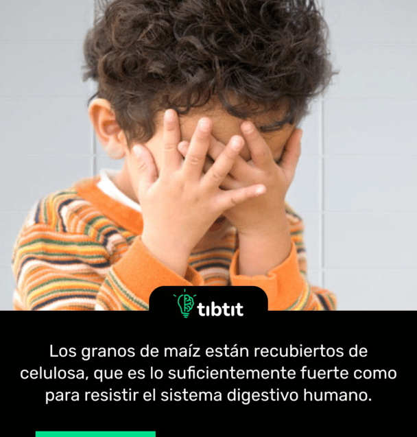 Los granos de maíz están recubiertos de celulosa, que es lo suficientemente fuerte como para resistir el sistema digestivo humano.