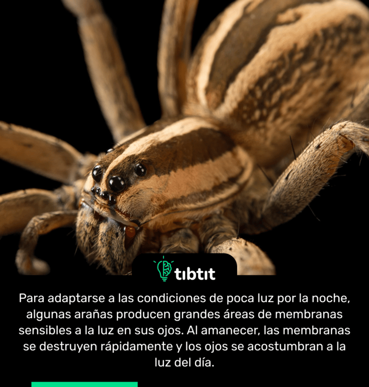 Para adaptarse a las condiciones de poca luz por la noche, algunas arañas producen grandes áreas de membranas sensibles a la luz en sus ojos. Al amanecer, las membranas se destruyen rápidamente y los ojos se acostumbran a la luz del día.