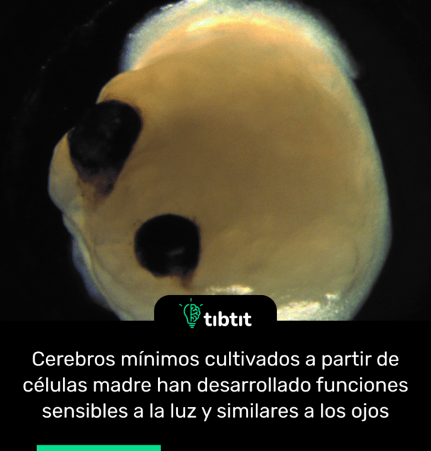 Cerebros mínimos cultivados a partir de células madre han desarrollado funciones sensibles a la luz y similares a los ojos