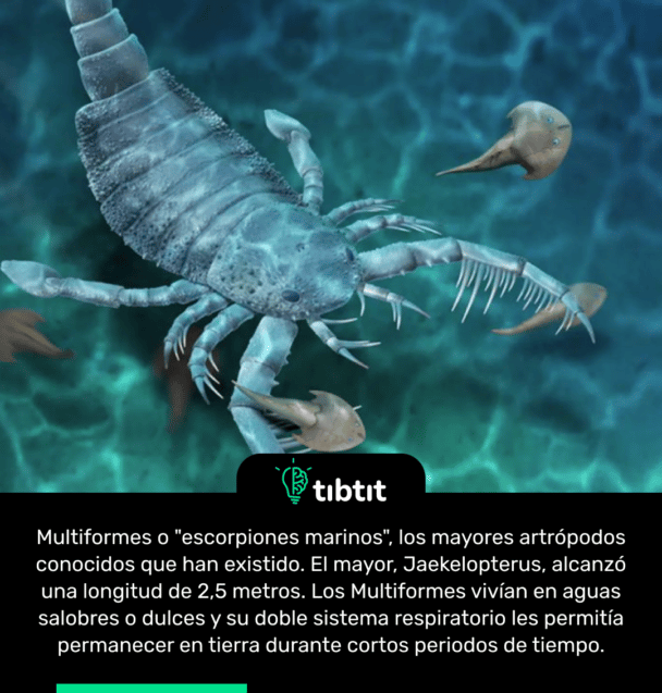 Multiformes o "escorpiones marinos", los mayores artrópodos conocidos que han existido. El mayor, Jaekelopterus, alcanzó una longitud de 2,5 metros. Los Multiformes vivían en aguas salobres o dulces y su doble sistema respiratorio les permitía permanecer en tierra durante cortos periodos de tiempo.