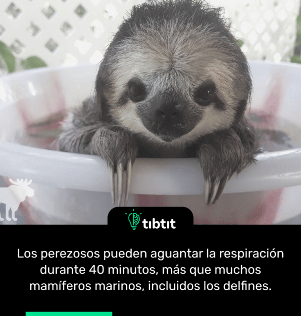Los perezosos pueden aguantar la respiración durante 40 minutos, más que muchos mamíferos marinos, incluidos los delfines.