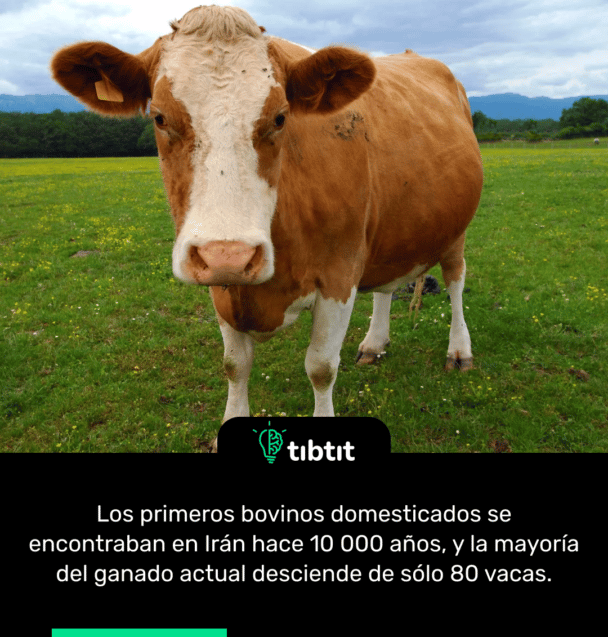 Los primeros bovinos domesticados se encontraban en Irán hace 10 000 años, y la mayoría del ganado actual desciende de sólo 80 vacas.