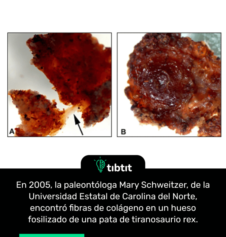 En 2005, la paleontóloga Mary Schweitzer, de la Universidad Estatal de Carolina del Norte, encontró fibras de colágeno en un hueso fosilizado de una pata de tiranosaurio rex.
