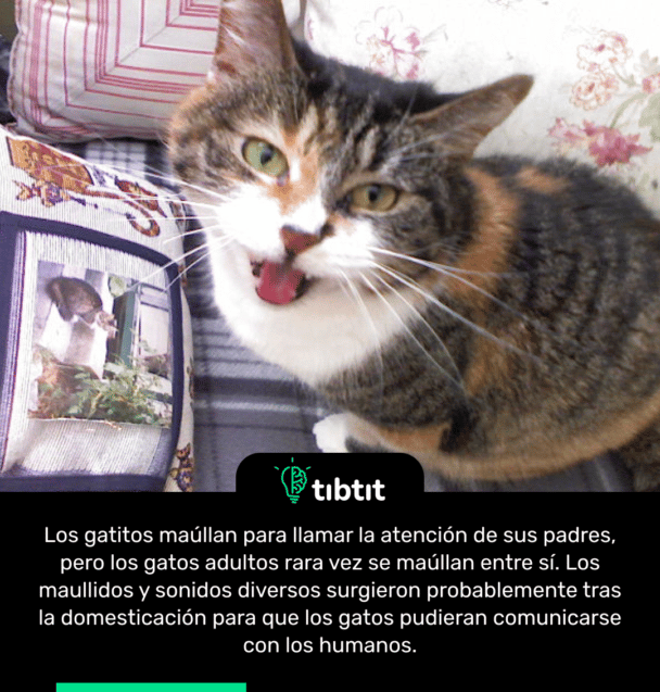 Los gatitos maúllan para llamar la atención de sus padres, pero los gatos adultos rara vez se maúllan entre sí. Los maullidos y sonidos diversos surgieron probablemente tras la domesticación para que los gatos pudieran comunicarse con los humanos.