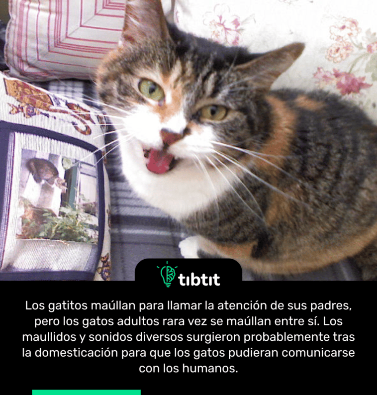 Los gatitos maúllan para llamar la atención de sus padres, pero los gatos adultos rara vez se maúllan entre sí. Los maullidos y sonidos diversos surgieron probablemente tras la domesticación para que los gatos pudieran comunicarse con los humanos.