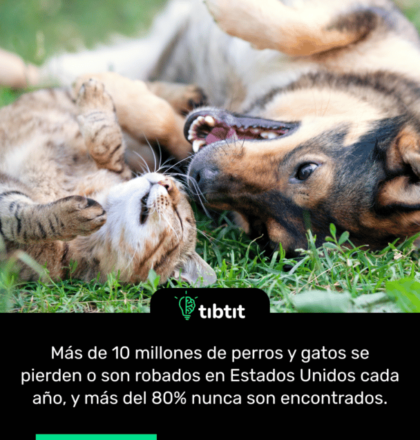 Más de 10 millones de perros y gatos se pierden o son robados en Estados Unidos cada año, y más del 80% nunca son encontrados.