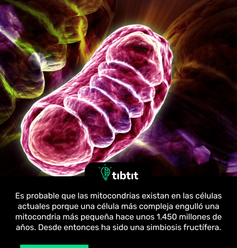 Es probable que las mitocondrias existan en las células actuales porque una célula más compleja engulló una mitocondria más pequeña hace unos 1.450 millones de años. Desde entonces ha sido una simbiosis fructífera.