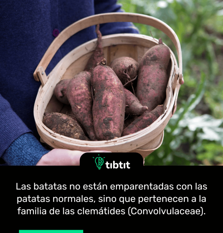 Las batatas no están emparentadas con las patatas normales, sino que pertenecen a la familia de las clemátides (Convolvulaceae).