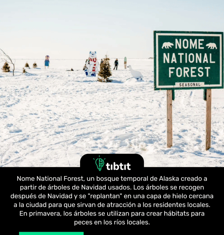 Nome National Forest, un bosque temporal de Alaska creado a partir de árboles de Navidad usados. Los árboles se recogen después de Navidad y se "replantan" en una capa de hielo cercana a la ciudad para que sirvan de atracción a los residentes locales. En primavera, los árboles se utilizan para crear hábitats para peces en los ríos locales.