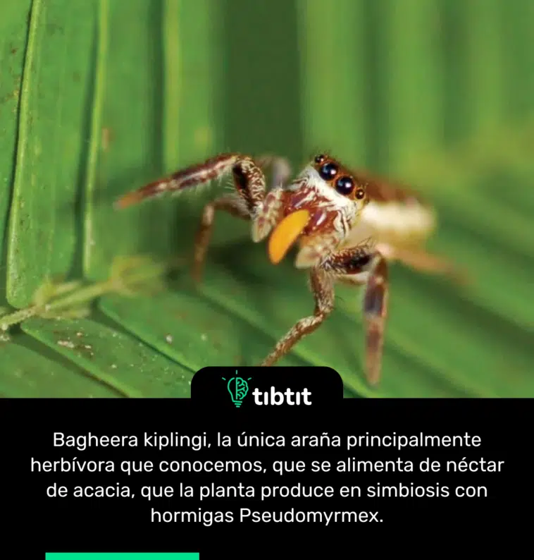 Bagheera kiplingi, la única araña principalmente herbívora que conocemos, que se alimenta de néctar de acacia, que la planta produce en simbiosis con hormigas Pseudomyrmex.