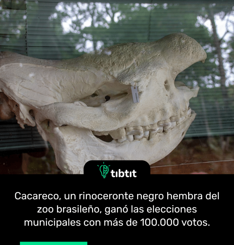 Cacareco, un rinoceronte negro hembra del zoo brasileño, ganó las elecciones municipales con más de 100.000 votos.