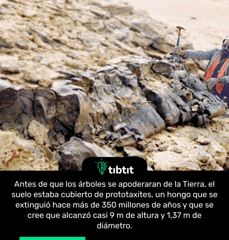 Antes de que los árboles se apoderaran de la Tierra, el suelo estaba cubierto de prototaxites, un hongo que se extinguió hace más de 350 millones de años y que se cree que alcanzó casi 9 m de altura y 1,37 m de diámetro.