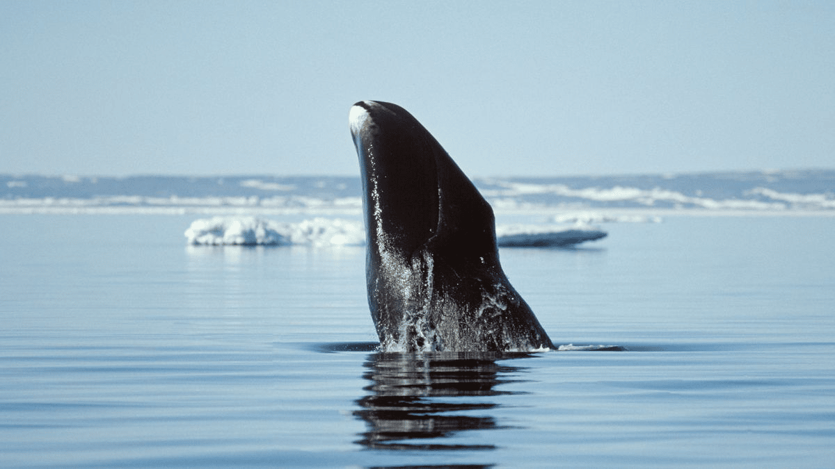Una ballena de Groenlandia irrumpe en aguas cercanas a la región de Qikiqtaaluk en Nunavut, al norte de Canadá. (Crédito de la imagen: Kelvin Aitken / VWPics / Alamy Stock Photo)