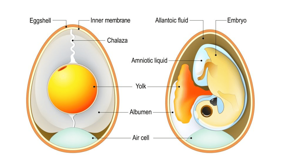 Un diagrama que muestra un óvulo no fertilizado (izquierda) y fertilizado (derecha). (Crédito de la imagen: ttsz a través de Getty Images)