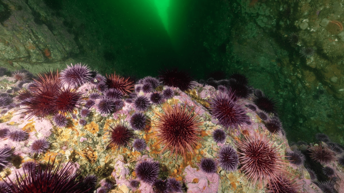 (Erizos de mar morados (Strongylocentrotus purpuratus) y erizos de mar rojos (Mesocentrotus franciscanus). En el Parque Estatal Van Damme, California. (Crédito de la imagen: Brent Durand a través de Getty Images)