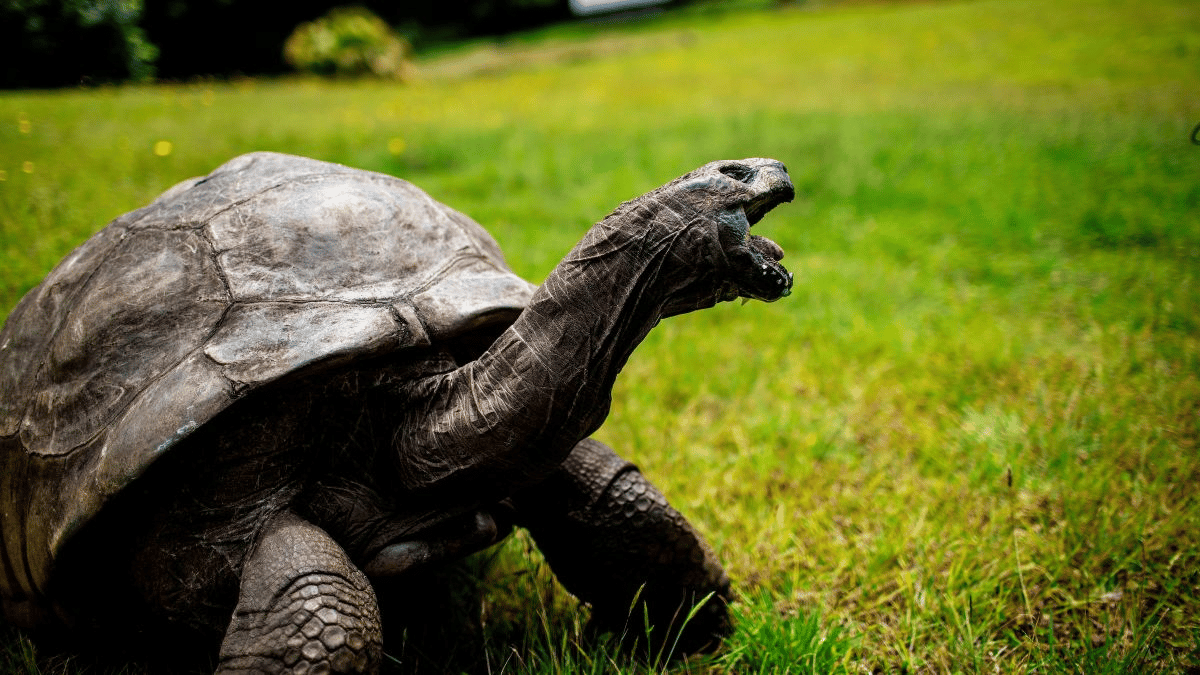 Una foto de 2017 de Jonathan, una tortuga gigante de Seychelles que se cree que es el reptil más antiguo que vive en la Tierra. Jonathan vive en Santa Elena, un territorio británico de ultramar en el Océano Atlántico Sur. (Crédito de la imagen: Gianluigi Guercia/AFP vía Getty Images)