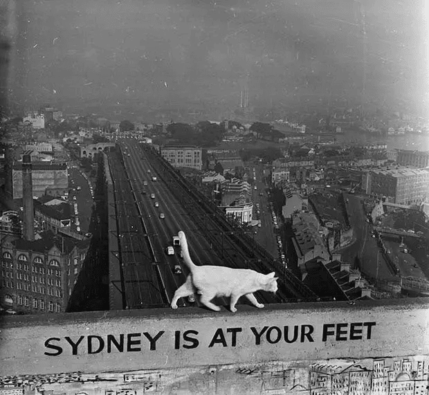 George, un gato blanco que vive en lo alto de uno de los soportes del pilón del puente del puerto de Sydney, vigila de cerca la ciudad que se encuentra debajo. 1957.