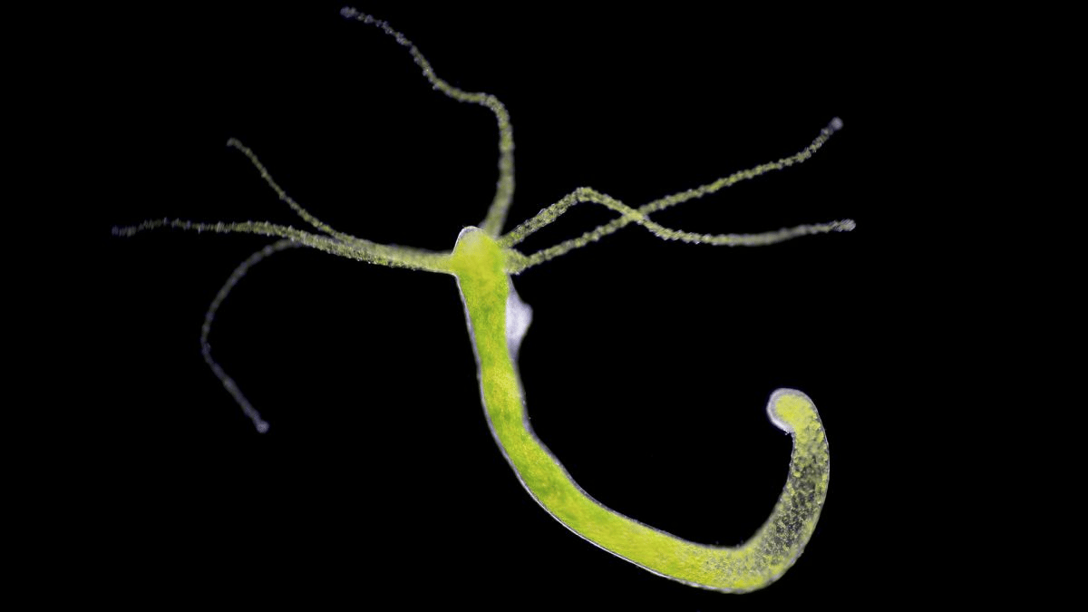 Las hidras pueden regenerar partes del cuerpo perdidas, incluso sus cabezas. (Crédito de la imagen: Choksawatdikorn/Science Photo Library/Getty Images)