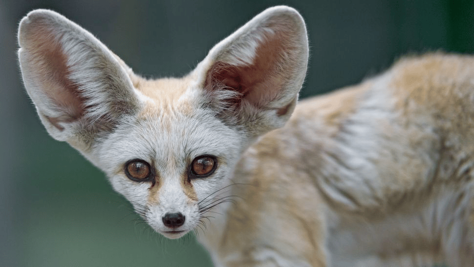 (Crédito de la imagen: Tambako the Jaguar/Getty Images)