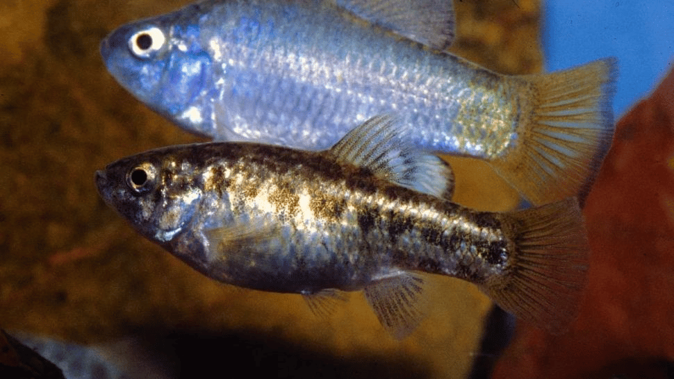(Crédito de la imagen: por Paul V. Loiselle - http://fishbase.sinica.edu.tw/summary/SpeciesSummary.php?ID=3174, CC BY-SA 3.0, https://commons.wikimedia.org/w /index.php?curid=29173430 )