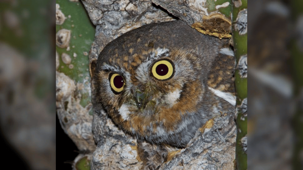 (Crédito de la imagen: autor de Stan Tekiela / naturalista / fotógrafo de vida silvestre a través de Getty Images)