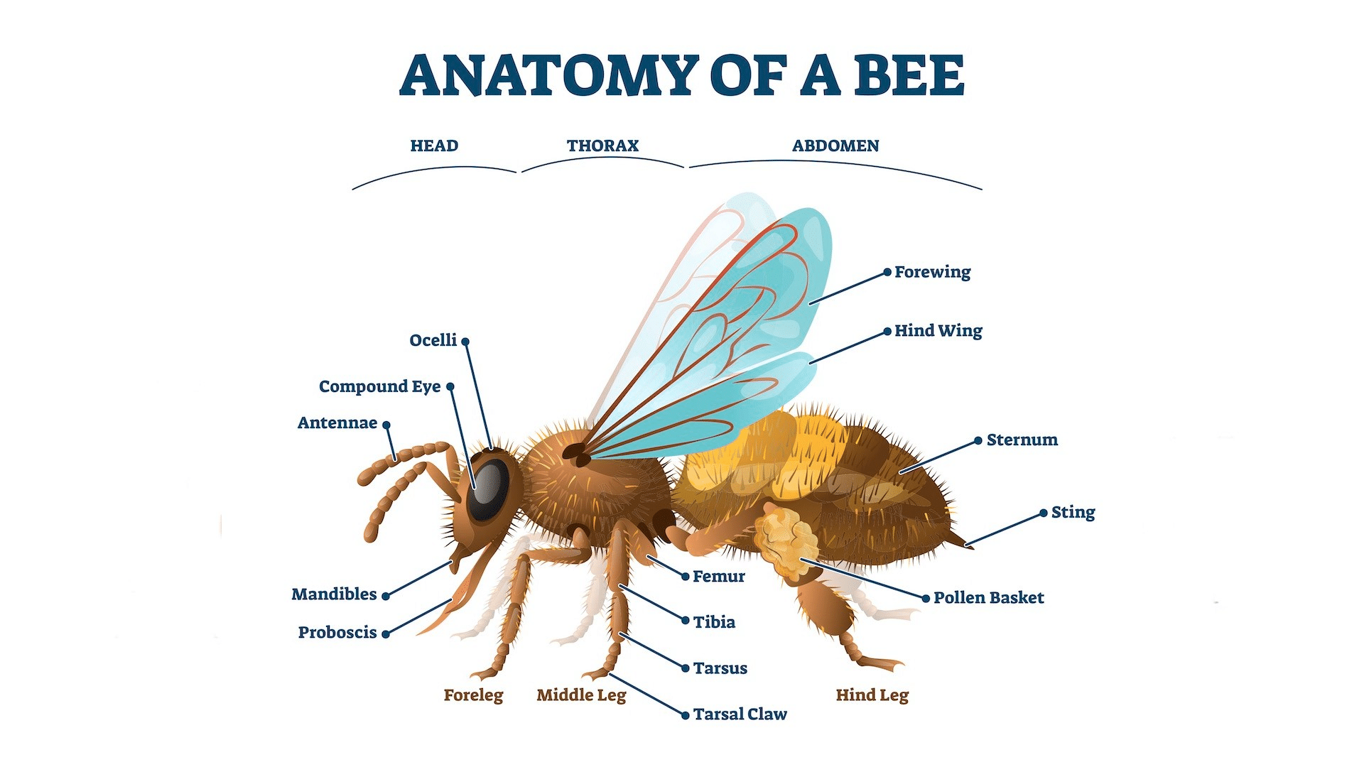 Las patas de abeja tienen cinco segmentos: la coxa, el trocánter, el fémur, la tibia y el tarso. (Crédito de la imagen: Shutterstock)