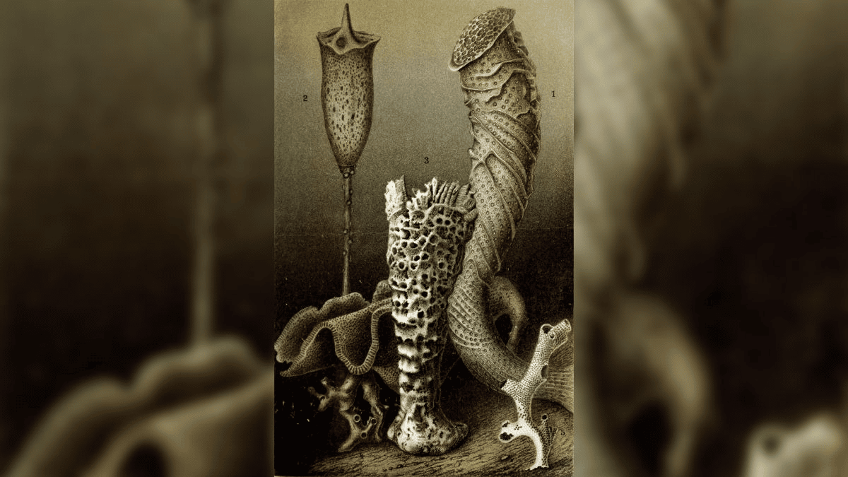 Una ilustración de esponjas, incluida Monorhaphis chuni (etiquetada como 2 a la izquierda). (Crédito de la imagen: Colección de Historia y Arte/Alamy Stock Photo)