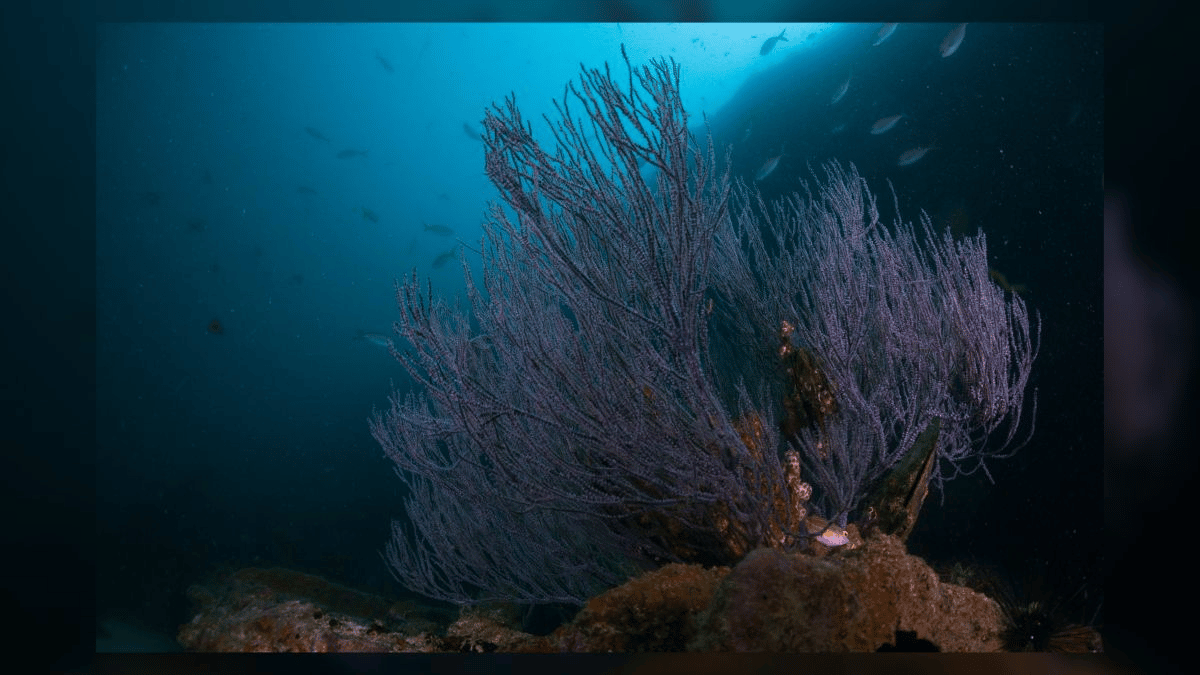 Corales negros en el naufragio del barco Hardeep cerca de Tailandia. (Crédito de la imagen: Shutterstock)
