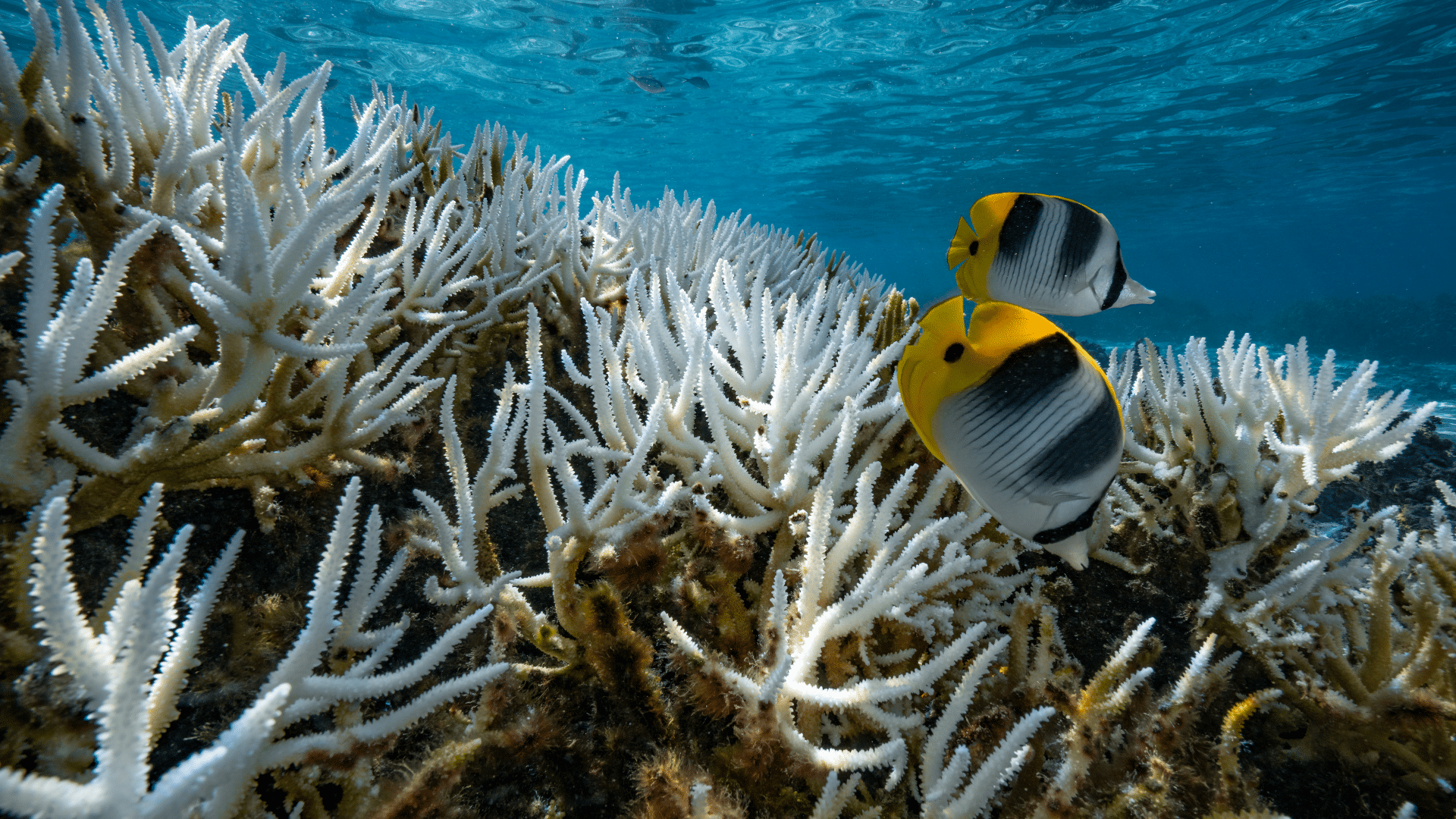 Vista del gran blanqueamiento en los arrecifes de coral de las Islas de la Sociedad el 9 de mayo de 2019 en Moorea, Polinesia Francesa (Crédito de la imagen: Alexis Rosenfeld a través de Getty Images))
