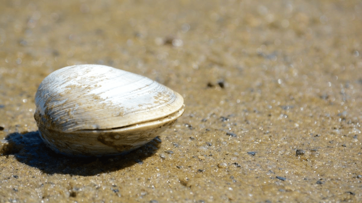 Una almeja quahog en una playa en Cape Cod en Massachusetts. (Crédito de la imagen: Gabe Dubois/Shutterstock.com)