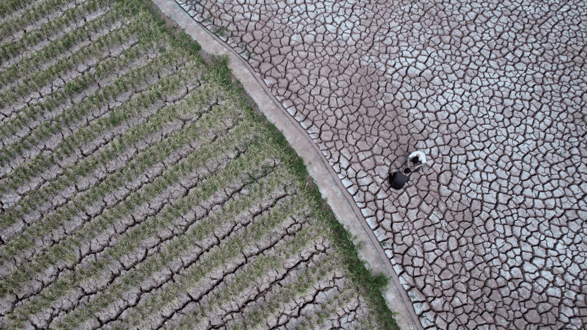 Un agricultor inspecciona un campo agrietado debido a la sequía el 26 de agosto de 2022 en Neijiang, provincia china de Sichuan (Crédito de la imagen: VCG a través de Getty Images)