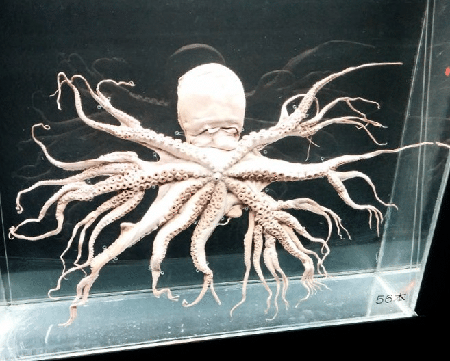 La perturbación hizo que a este pulpo le crecieran 96 tentáculos.