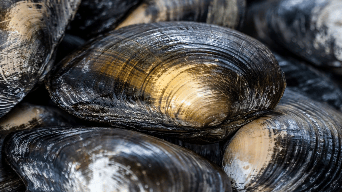 Mejillones de agua dulce del género Margaritifera. (Crédito de la imagen: Irfan M Nur/Shutterstock.com)