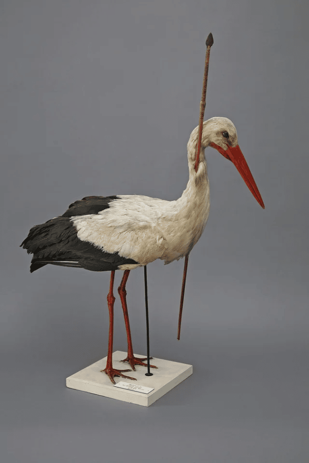 En 1822, se vio una cigüeña en el norte de Alemania con una lanza de 75 cm de África central clavada en el cuello, lo que demuestra por primera vez que las cigüeñas migran hasta África para pasar el invierno.