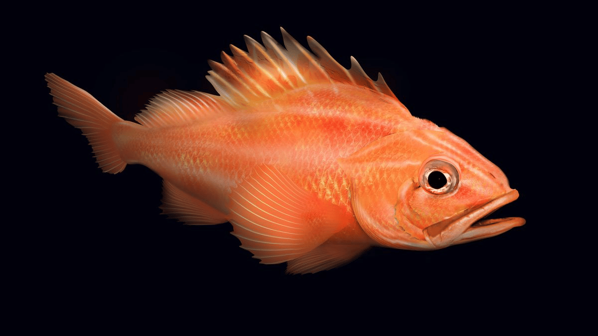 Un pez roca de ojos rugosos (Sebastes aleutianus), también conocido como pez roca de garganta negra o pez roca de punta negra. (Crédito de la imagen: Adisha Pramod / Alamy Stock Photo)