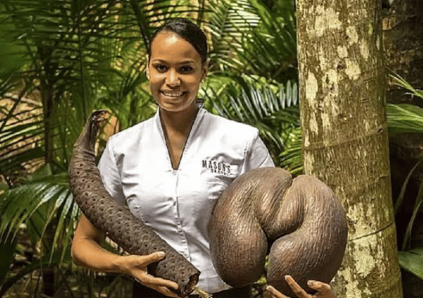 Las semillas más grandes del mundo: Seychelles sigue siendo el único país donde se pueden encontrar las semillas más grandes del mundo. Semillas, Lodoicea Maldivica