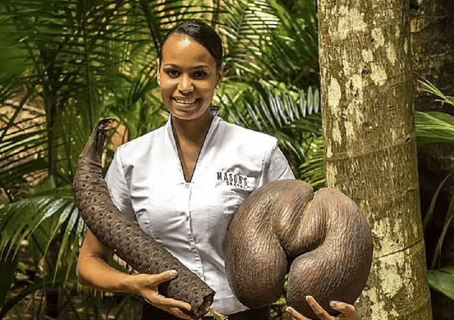 Las semillas más grandes del mundo: Seychelles sigue siendo el único país donde se pueden encontrar las semillas más grandes del mundo. Semillas, Lodoicea Maldivica