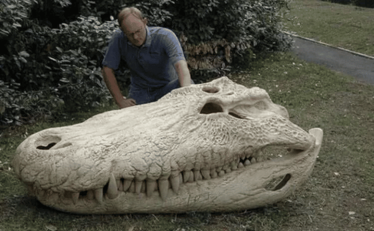 El cráneo de Purussaurus, uno de los cocodrilos más grandes que jamás haya existido