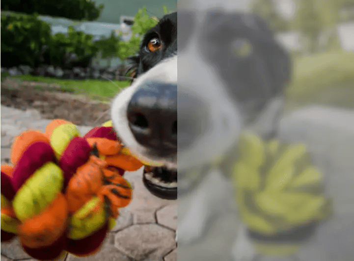 Izquierda: vista humana. Derecha: La misma escena vista a través de ojos caninos. Crédito: visión de perro.