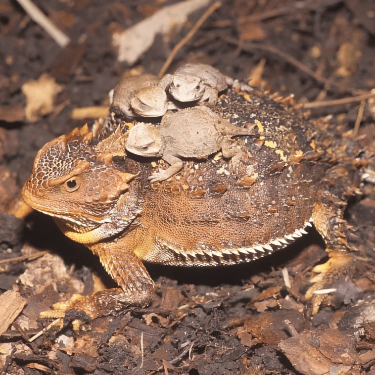 Camaleón del gran desierto (Phrynosoma hernandesi) con sus hijos