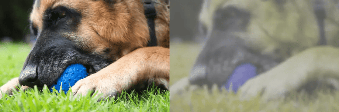 Crédito: visión de perro.