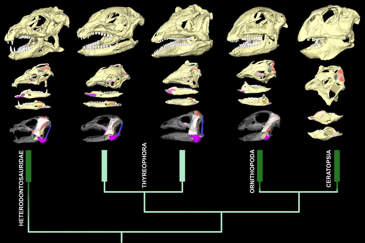 La imagen compara los cráneos y los músculos de la mandíbula de estos dinosaurios. Crédito de la imagen: David Button