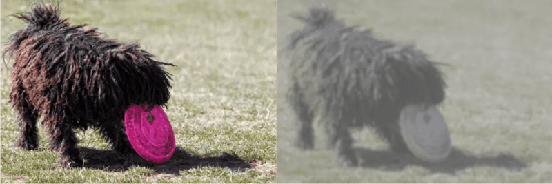 Crédito: visión de perro.
