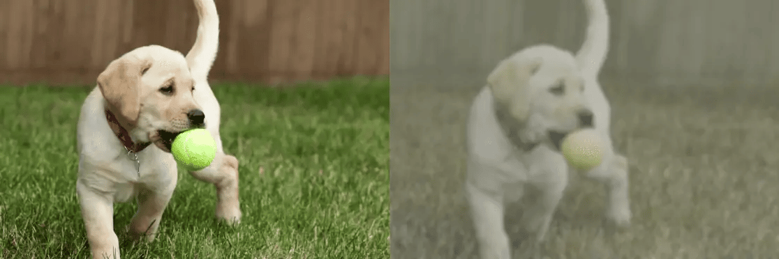 Crédito: visión de perro.