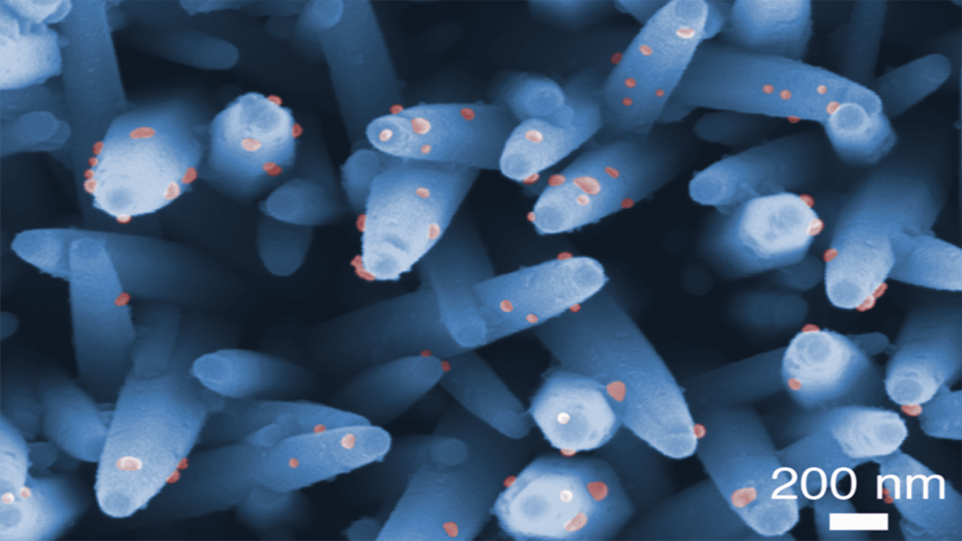 Imagen microscópica de nanocables. Crédito: Dr. Takao Yasui.