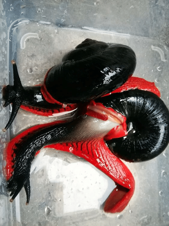 Platymma tweediei, a menudo llamado caracol de fuego (de Malasia), es el caracol terrestre más grande de Malasia peninsular y vive exclusivamente en los bosques montañosos de allí. Es la única especie del género Platymma. Se caracteriza por su caparazón negro y su pie de color naranja a rojo brillante.