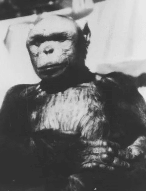 Oliver era un chimpancé apodado "humanzee" por sus inusuales rasgos humanos. Esto llevó a algunas personas a creer que Oliver era el eslabón evolutivo perdido entre los chimpancés y los humanos.